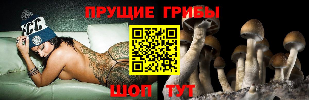 Нарткала  Галлюциногенные грибы Psilocybine cubensis  Вход с VPN 